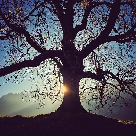 Family Le Vieux Chalet *