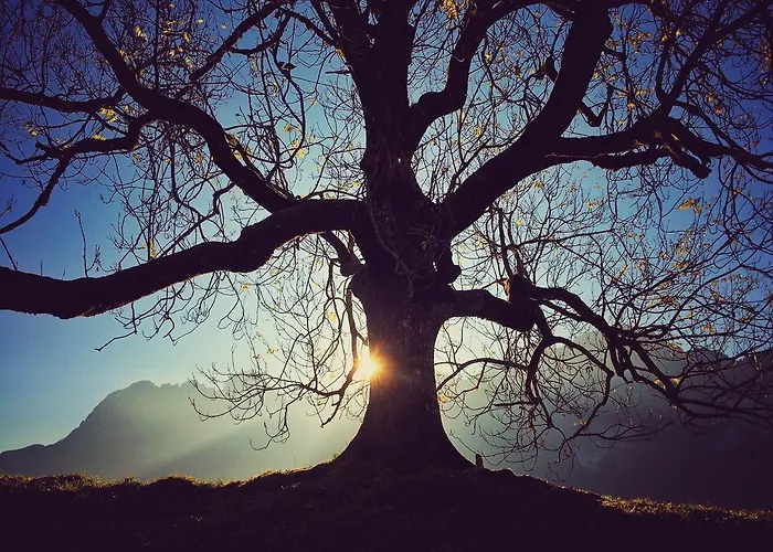 Family Le Vieux Chalet 3*