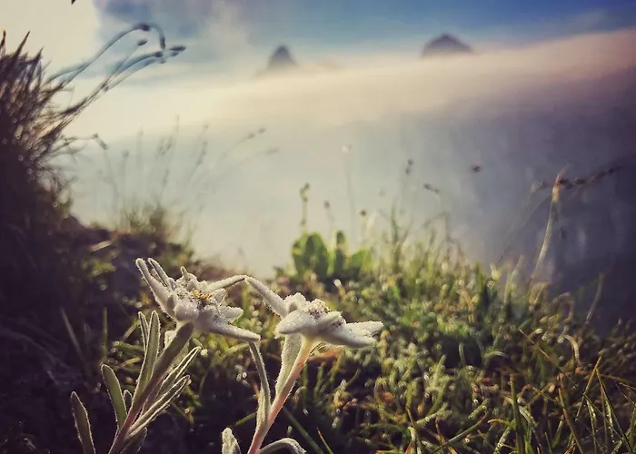 Family Le Vieux Chalet 3*