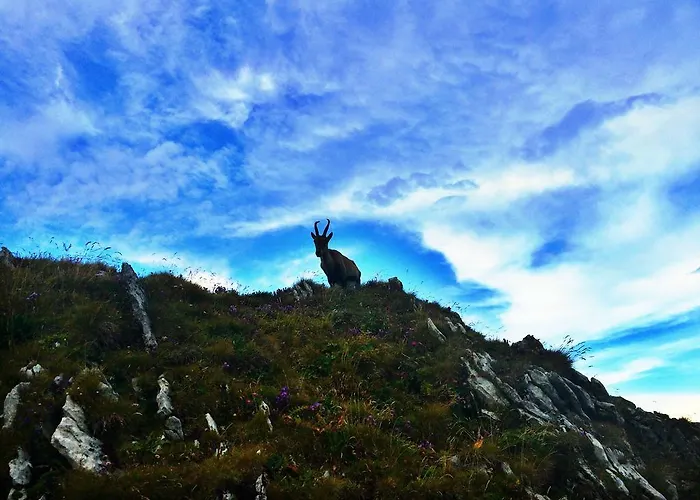 Family Le Vieux Chalet 3*